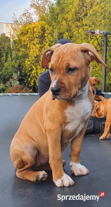Piękne AMSTAFFY gotowe do odbioru Reda sprzedam