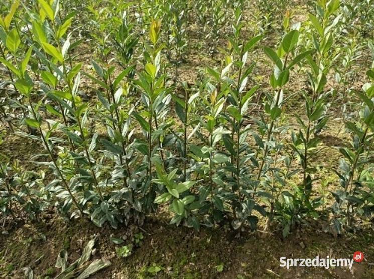 GK LIGUSTR POSPOLITY SZYBKI TANI ŻYWOPŁOT Miedźna sprzedam