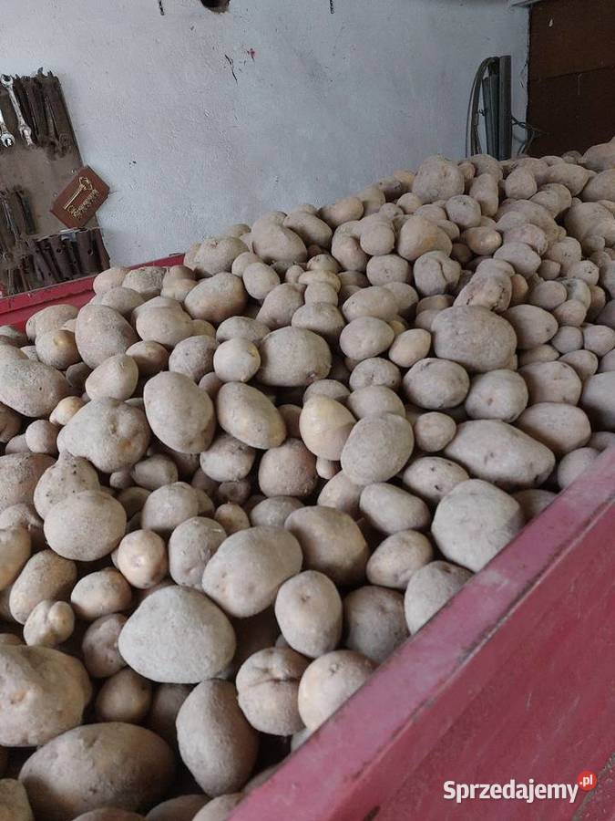 Ziemniaki żółte Vinetta i czerwone Bellarosa Kończyce Małe sprzedam