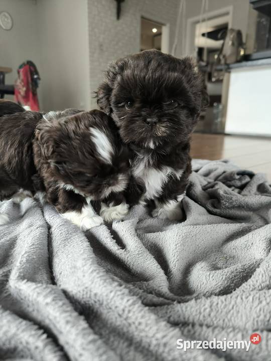 Shi TZU czekoladowe Staszów
