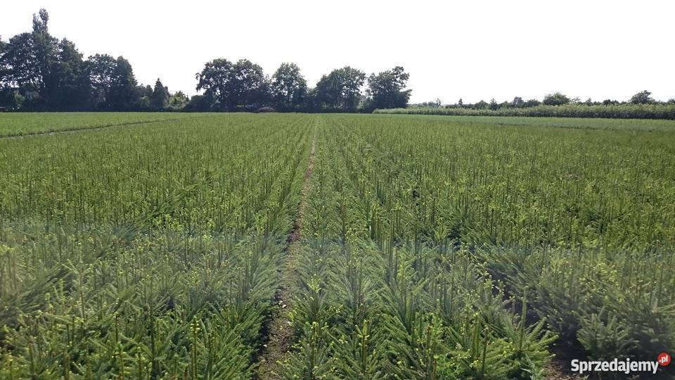 Świerk Srebrny Picea Pungens SADZONKI 4lata na Rybnik