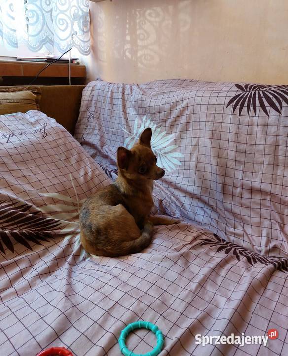 bursztynowa merle suczka Częstochowa