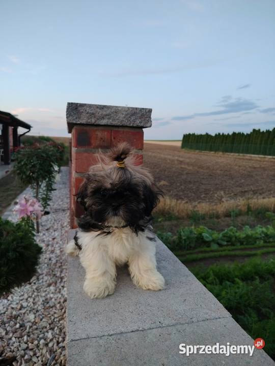 SHIH TZU szczeniaczki wielkopolskie Leszno sprzedam