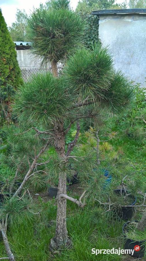 Ogrodowe Bonsai Sosna Czarna sprzedam