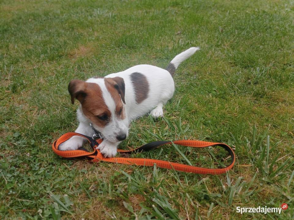 Piesek JRT FCi ZKwP Wrocław