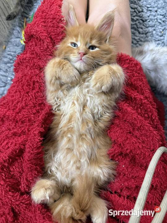 Maine Coon kocur do hodowli Championach Radom