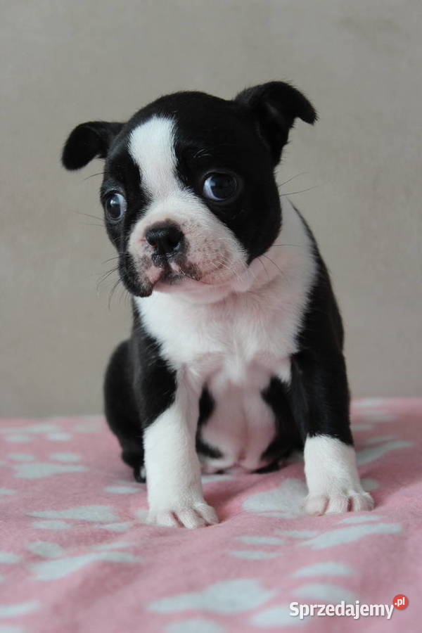 BOSTON TERRIER ZKwP DOMINO Don Chesa Lu Grande Kraków