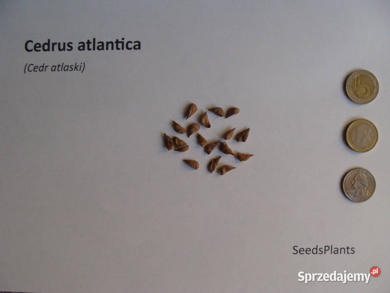 CEDR ATLASKI Cedrus atlantica NASIONA 150 sztuk Nasiona kujawsko-pomorskie Lubanie