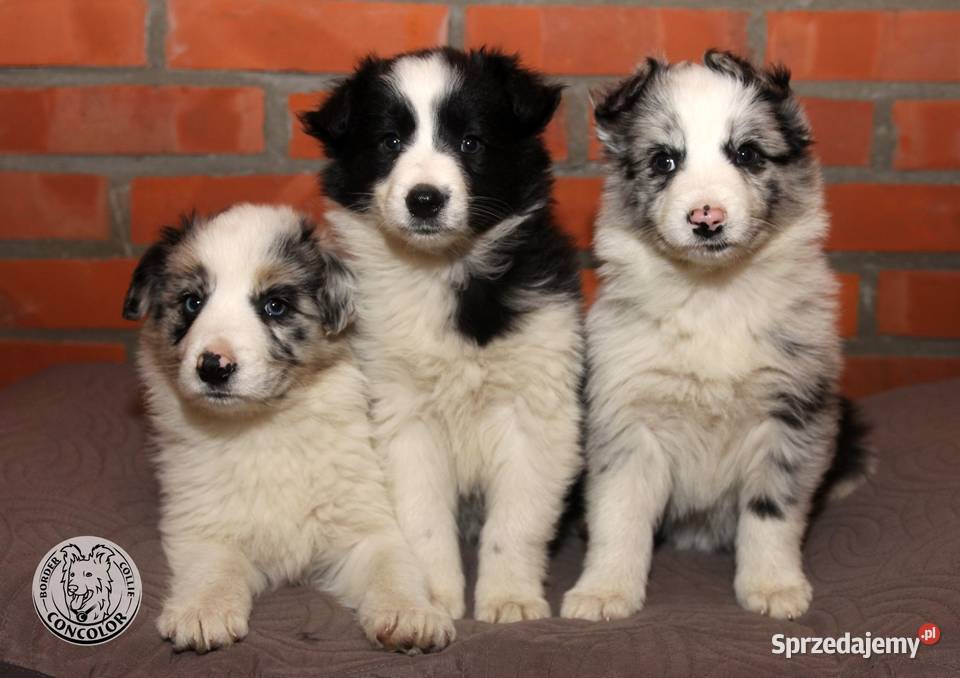 Border Collie coli szczeniak Blue Merle badania Pozostałe Radom