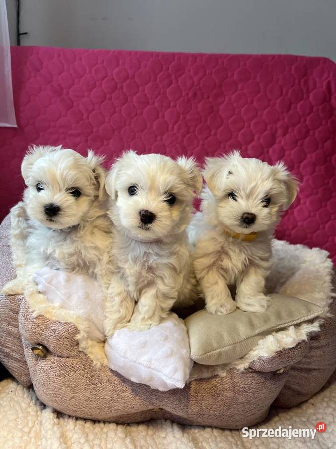 Maltańczyk z rodowodem Rybnik sprzedam