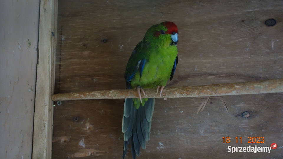 Papugi Kozie Modrolotki Falęcin