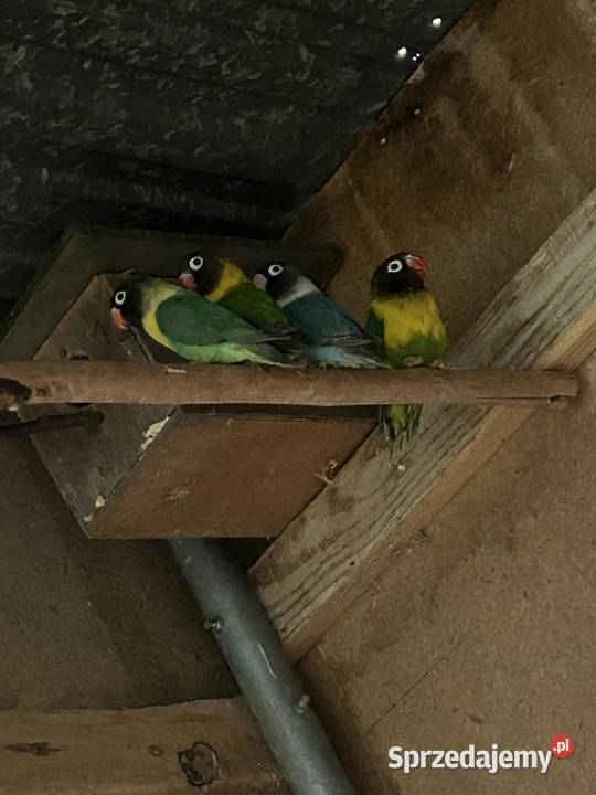 Nierozłączki czarnogłówki czarnogłowe Skała