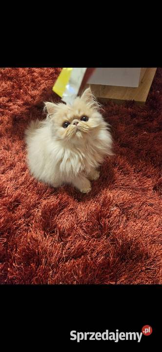 Śliczne kocurki Perskie Koty Perskie Majdan Królewski