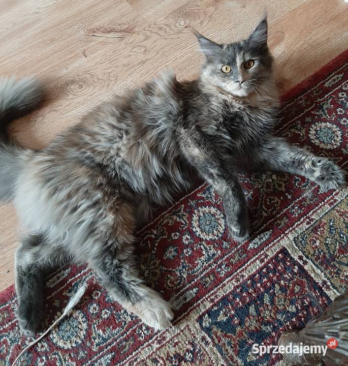 Maine Coon 8 miesieczne rodzenstwo szuka domków małopolskie
