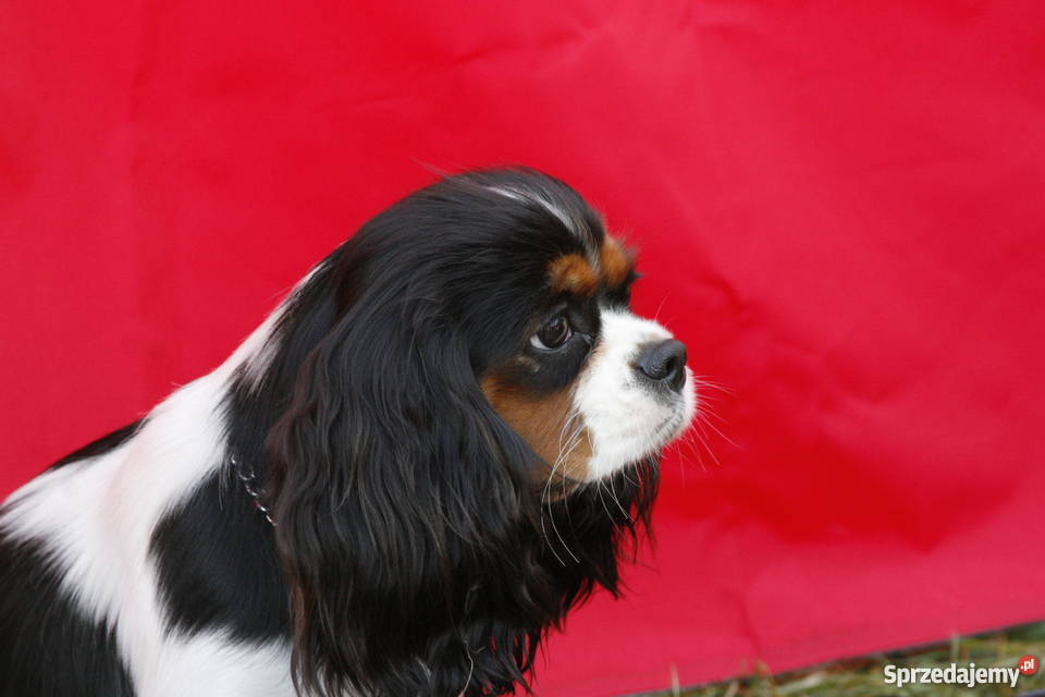Cavalierki cavalier king charles spaniel warmińsko-mazurskie