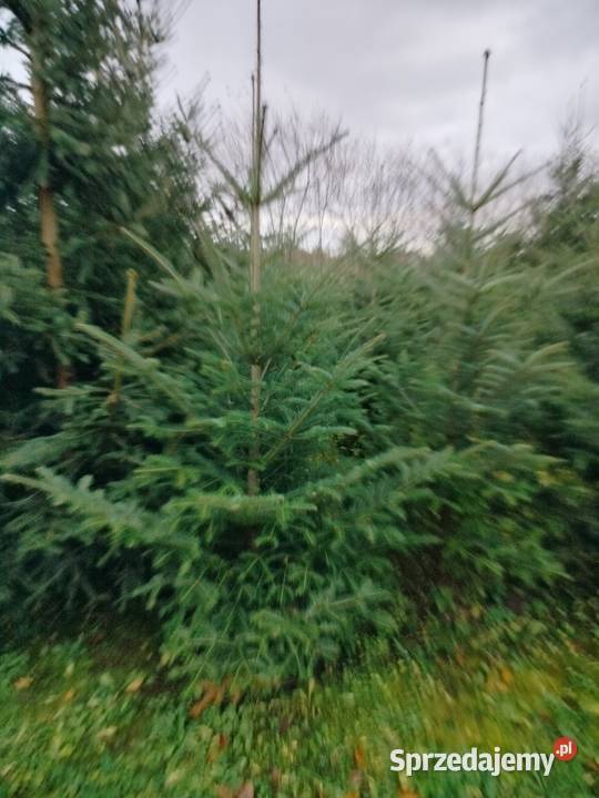 Choinki świąteczne i do ogrodu Jabłonowo-Zamek sprzedam