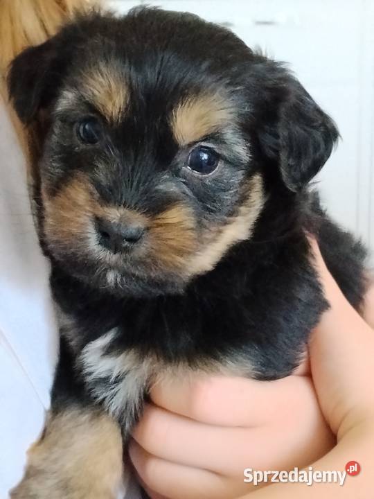 Suczka matki shih tzu Ciężkowice