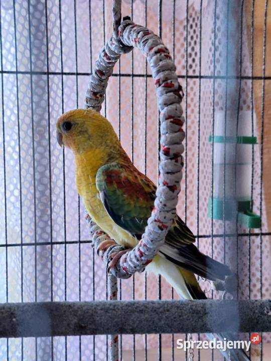 papugi świergotki papuga świergotka na sprzedaż Zagórów sprzedam