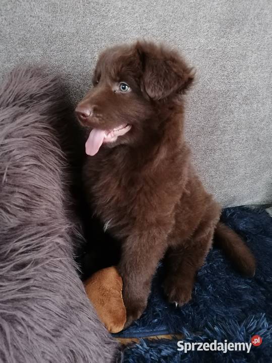 Owczarek niemiecki czekoladowy Owczarek