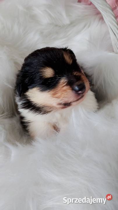 Owczarek Szkocki Collie Owczarek mazowieckie Borowie