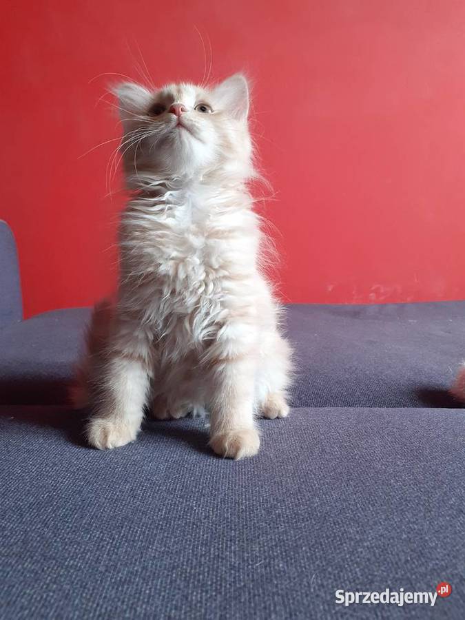 Śliczne Koteczki Syberyjskie IRESA i IGA sprzedam