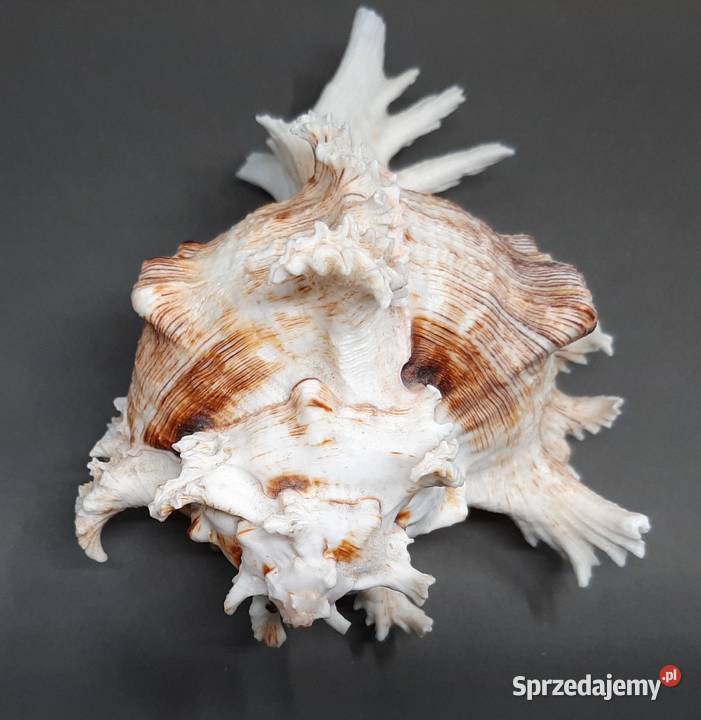 Muszla Rozkolec 2 ciemny Lublin sprzedam