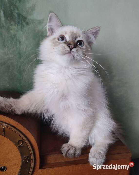 Willi Dumka syberyjskie kocięta neva masquerade Warszawa