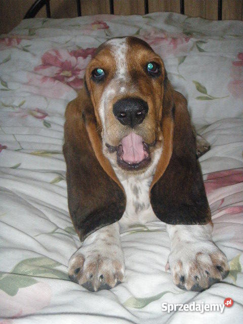 Basset Hound tricolor szczeniak z metryczką Lipno