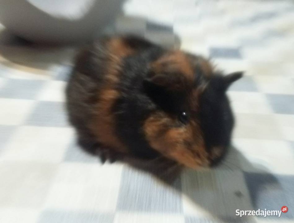 Świnki morskie młode samce Brzeziny