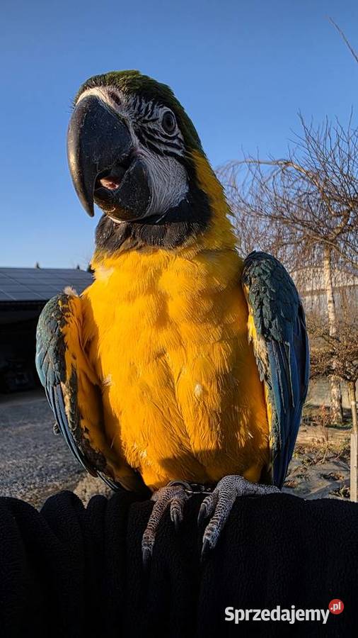 Ara Ararauna Samica ręcznie karmiona śląskie Ornontowice