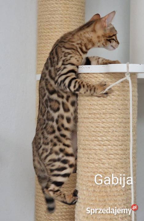 Perfekcyjna kotka bengalska Gabija Konin