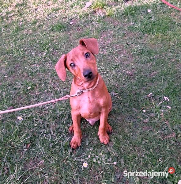 Pinczer pinczery pinczerki miniaturowe z Chojnice