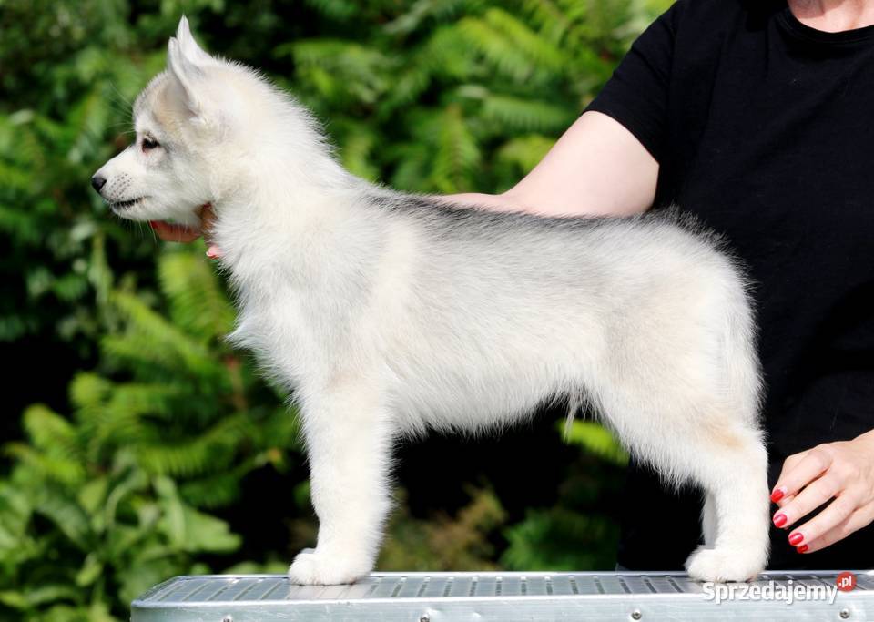 Siberian Husky ZKwP Żukowo