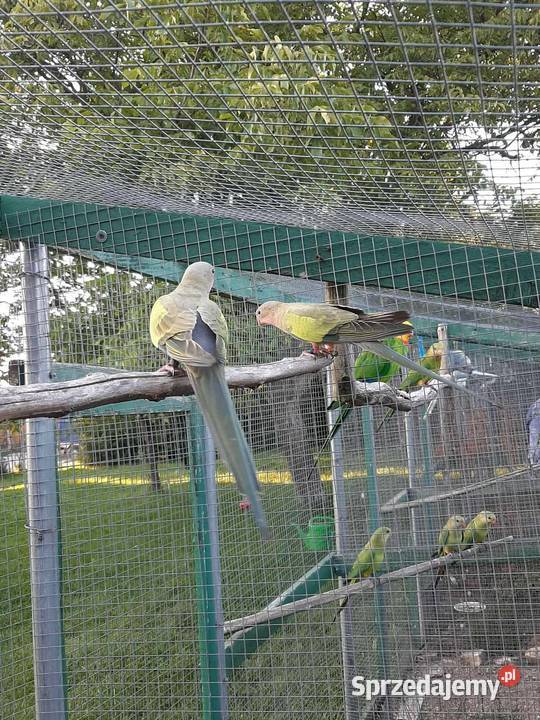 Księżniczki walii Ptaki Skała sprzedam