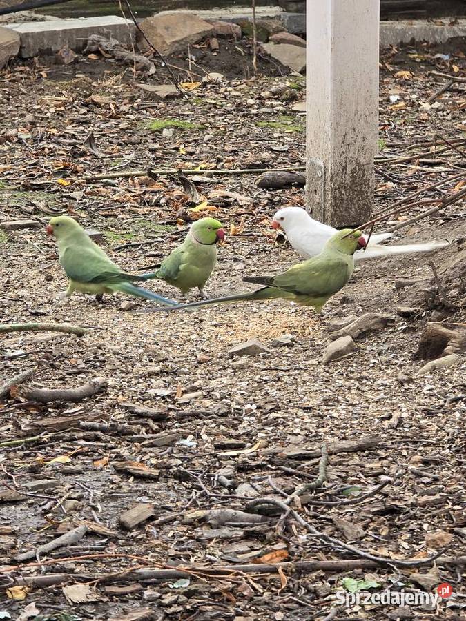 Likwidacja hodowli aleksandretty rozzele opolskie Głubczyce