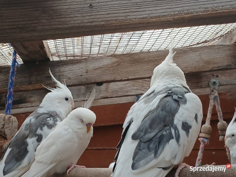 Papugi nimfy Pożary