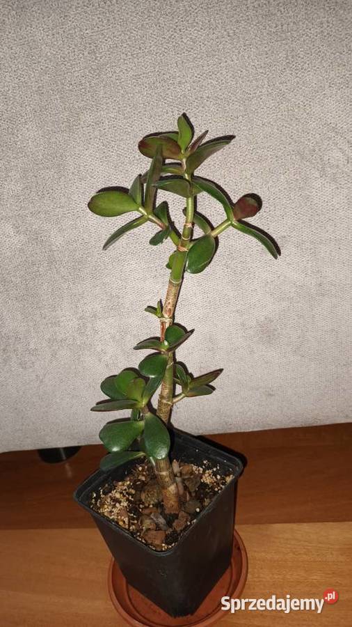 Grubosz crassula drzewko szczęscia 3 wys 33 Warszawa