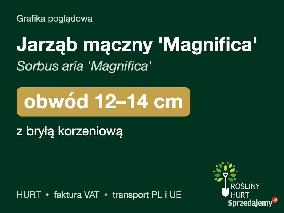 Jarząb mączny Magnifica Sorbus aria obwód 1214 z