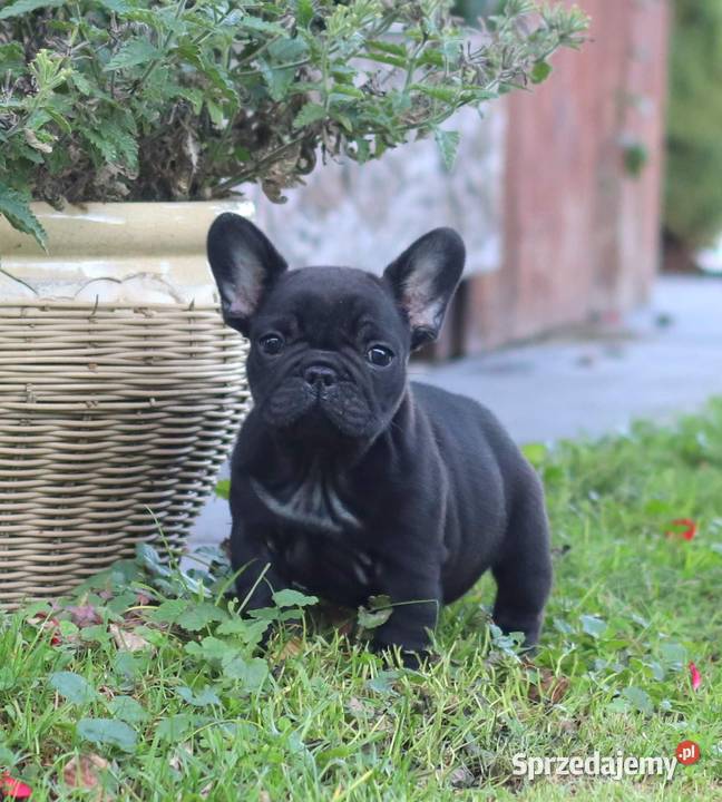 Buldog francuski piesek ZKwPFCI Świerklany