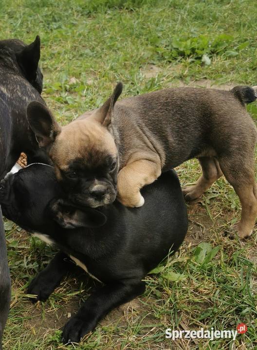 Buldog francuski Chełmno