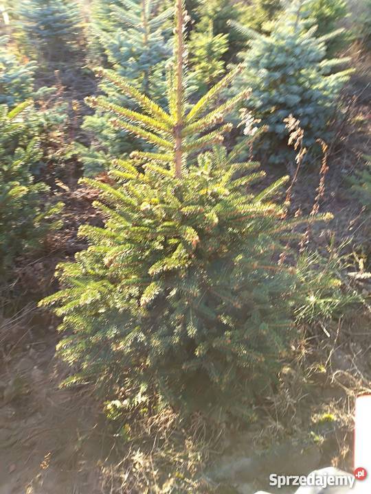 Żywe choinki świąteczne Myszków