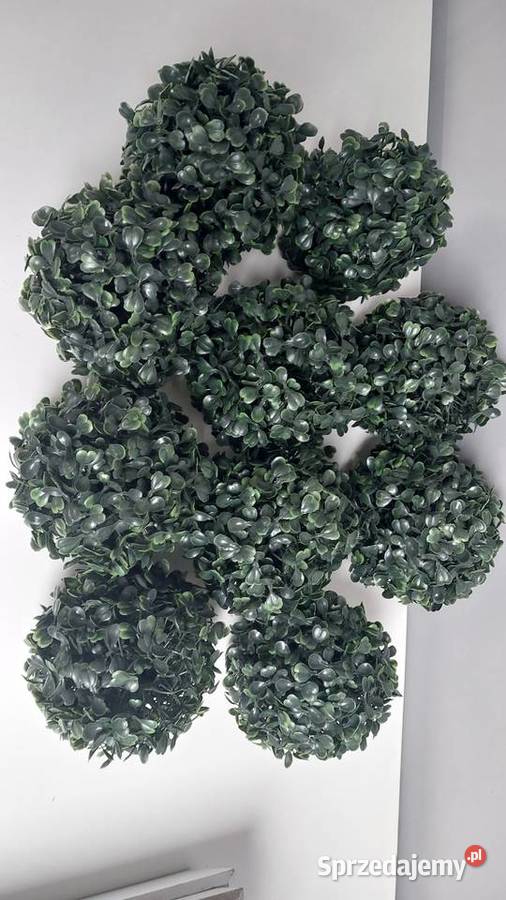 Kule bukszpanu Gliwice