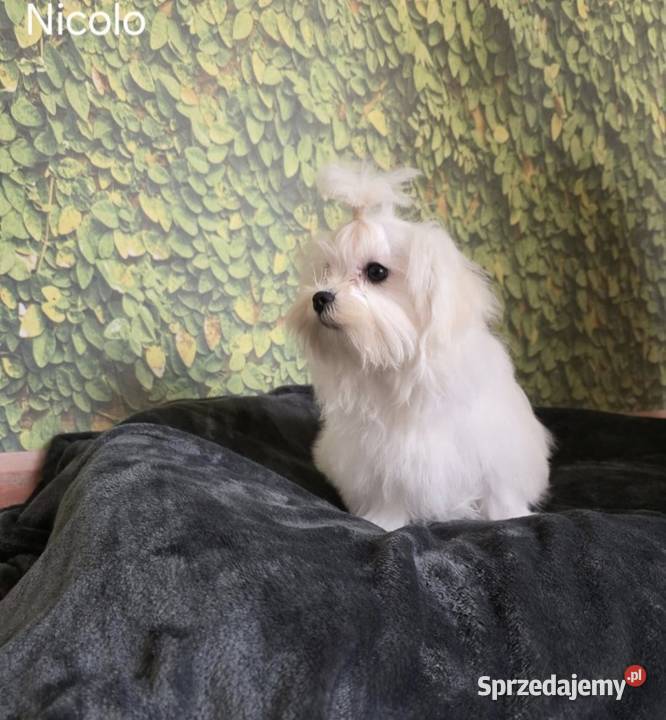 Pies Maltańczyk z rodowodem FCI Chełm sprzedam