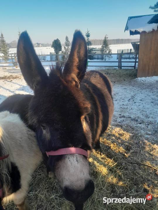 Do sprzedania osiołek Tarnów