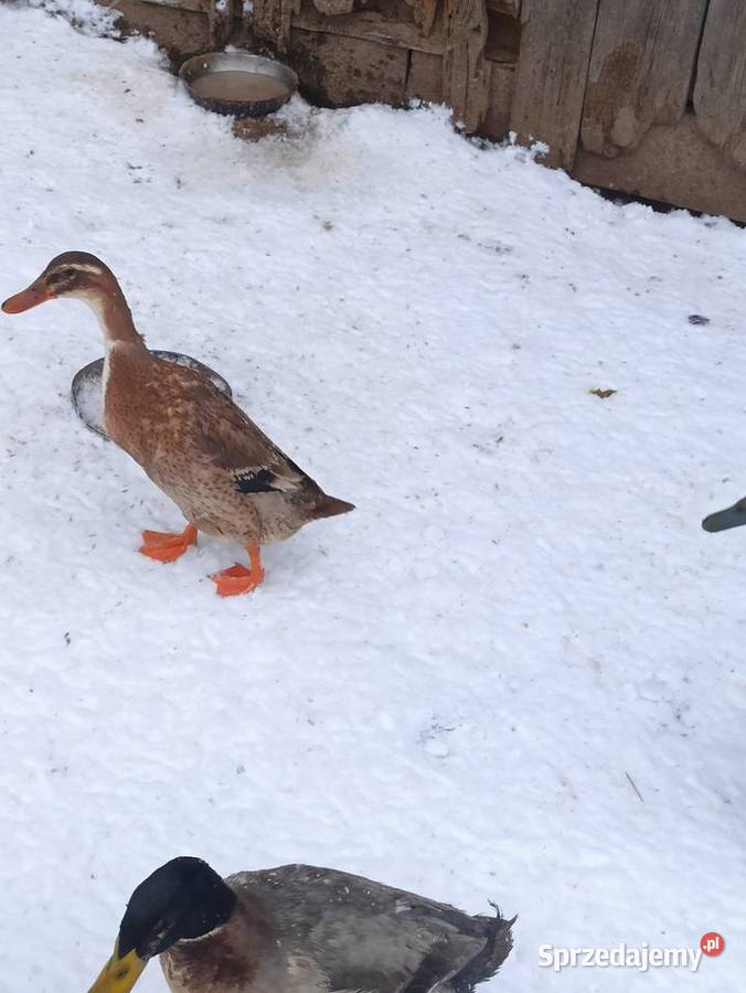 Kaczki biegusy biegusy indyjskie Krasnystaw