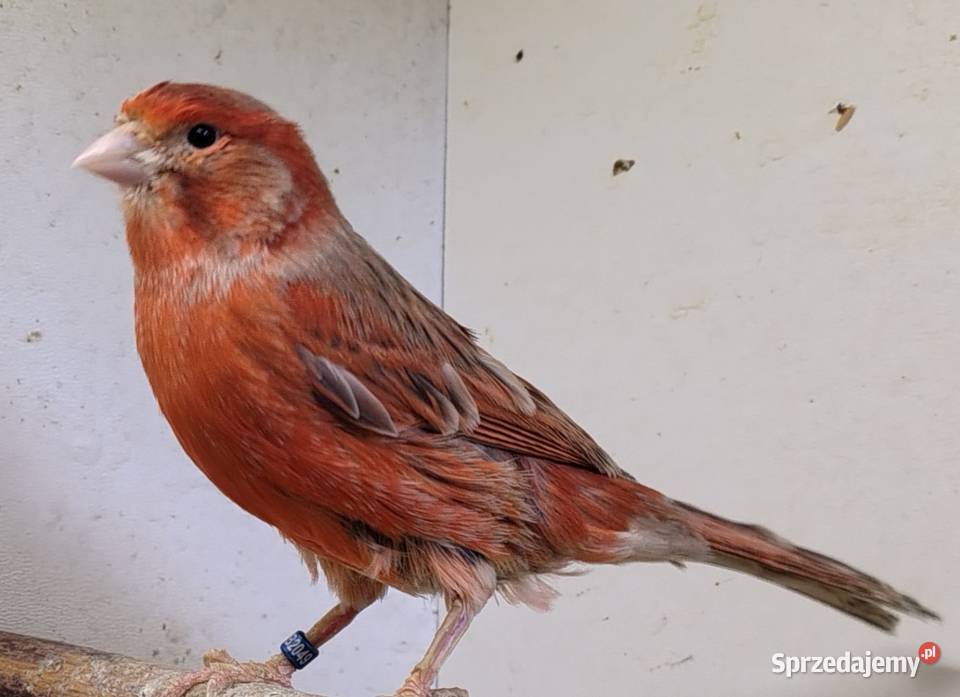 Kanarki łódzkie Łódź