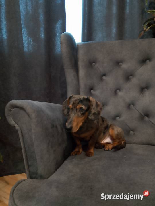 Jamnik merle piesek Żyrardów