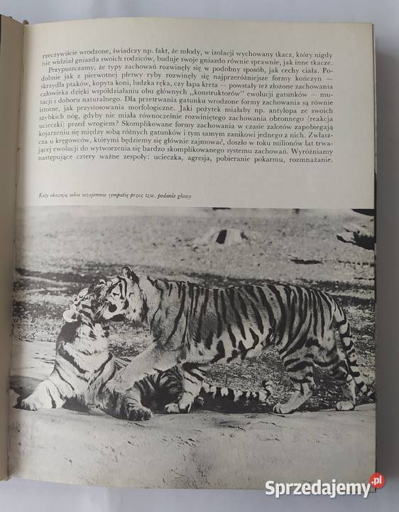 ZNAMY SIĘ Z WIDZENIA Zdenk Veselovsk sprzedam