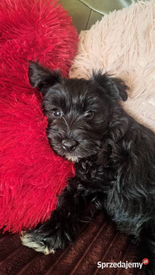 Cudna sunia sznaucerek miniaturowy CZARNA mazowieckie Wołomin
