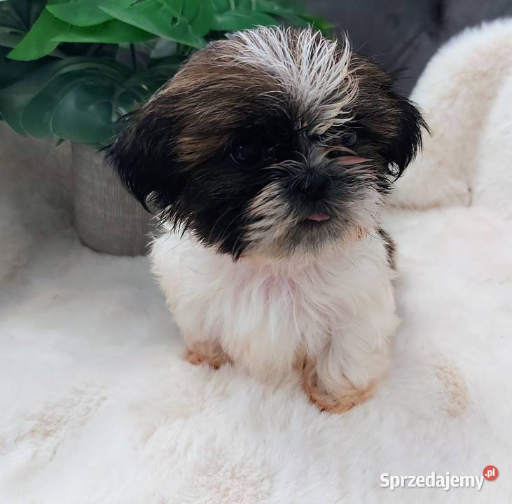 Śliczną malutka suczka shih tzu Brzeg Dolny
